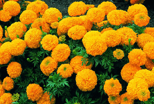 [-]8[-]loại[-]cây[-]trồng[-]đơn[-]giản[-]phòng[-]vi[-]rút[-]Zika[-]và[-]làm[-]đẹp[-]nhà[-]bạn